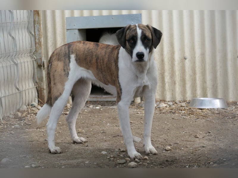 vorsichtige Tara wartet auf die Menschen, die ihr zeigen wie schön die Welt ist
