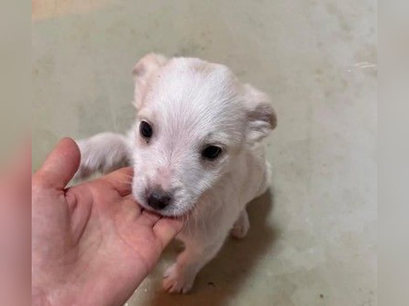 Welpenmädchen Akari