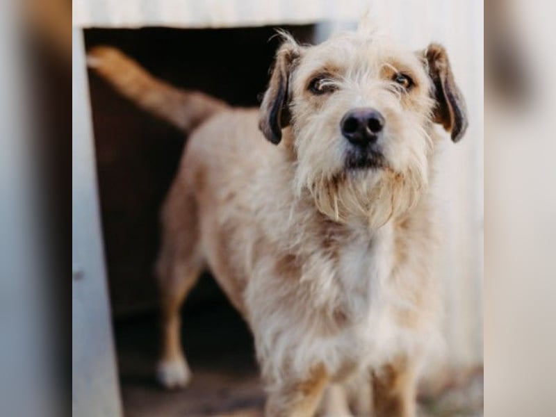 Lilli ganz verschmuste Hündin sucht ihre Herzensmenschen