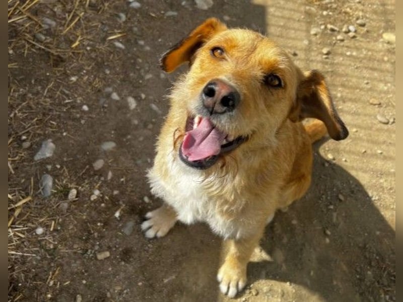 Lilli sucht Menschen mit denen sie ausgiebig kuscheln kann