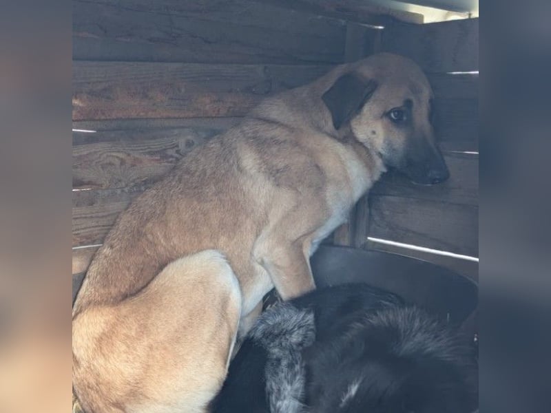 Lieber, zauberhafter Takumi sucht seine Menschen