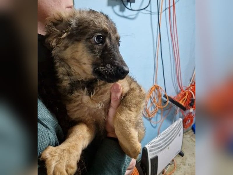 Bowie kleines Welpenmädchen wartet auf ihr liebevolles Zuhause