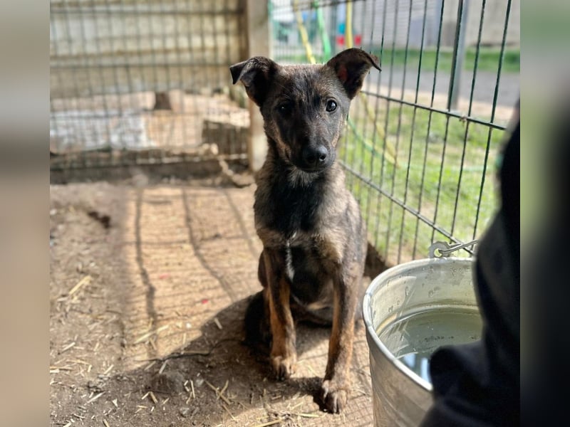 Junghündin Wendy sucht ihre Menschen