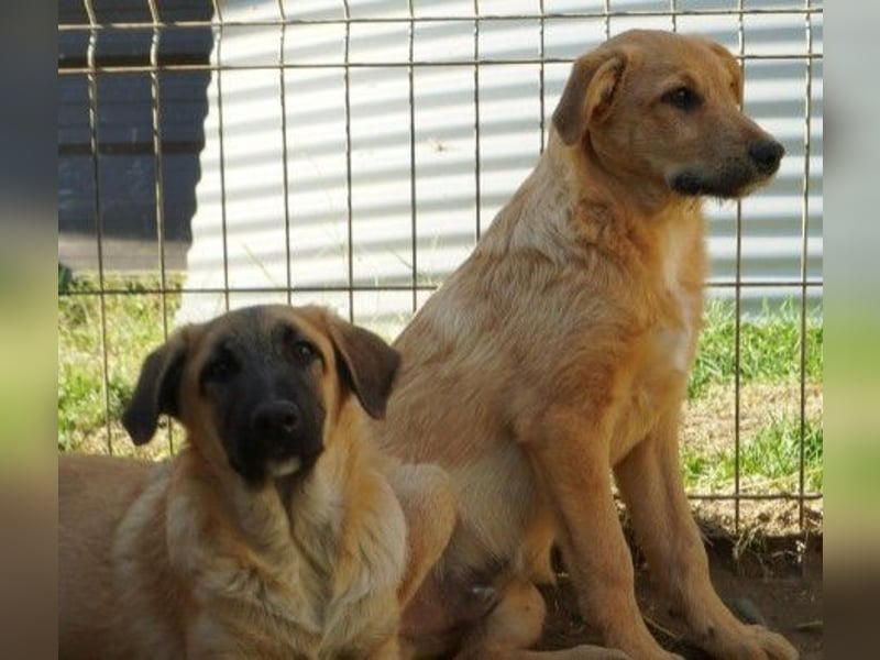 verschmuster, lieber Traumhund Gaio