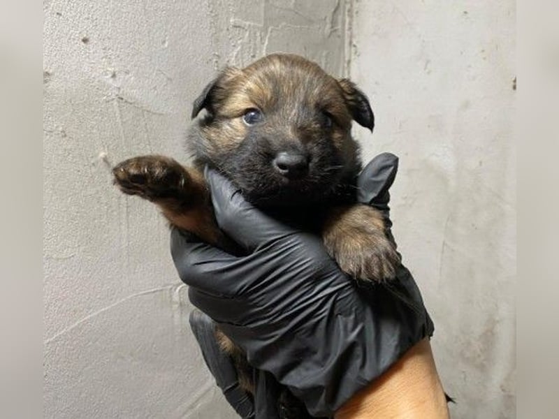 Zauberhafte Izola sucht ihre Herzensmenschen