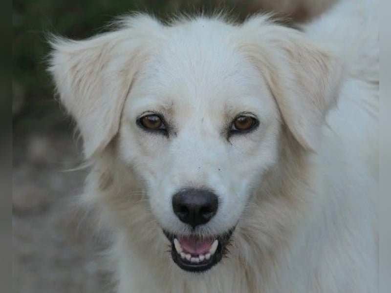 Ängstliche Anca sucht einfühlsame Menschen