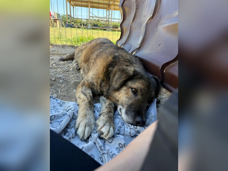 BEGHEI - lieber Senior sucht sein großes Happy End