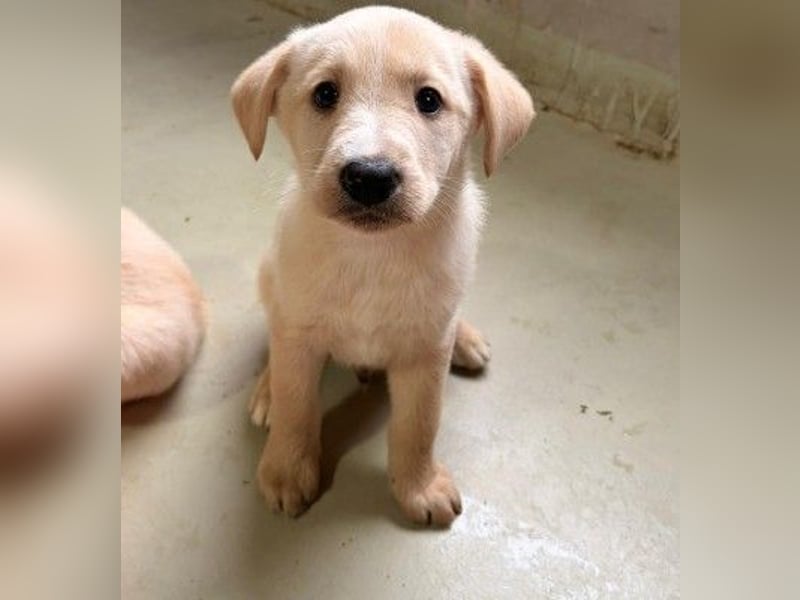 zauberhafter, lieber Welpe Kiri