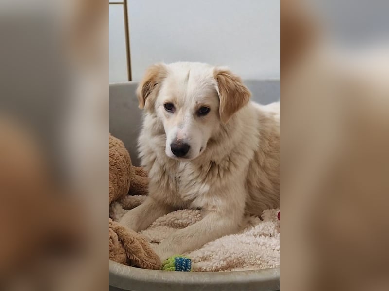 WANI - ruhige, sanfte Hündin sucht einfühlsame Menschen