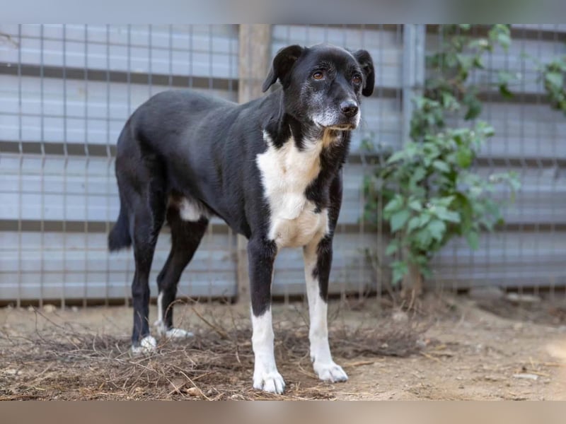 Sanfter, vorsichtiger Negry sucht sein Zuhause