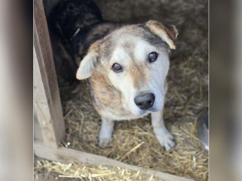 liebenswerter Senior sucht dringend ein liebevolles Zuhause