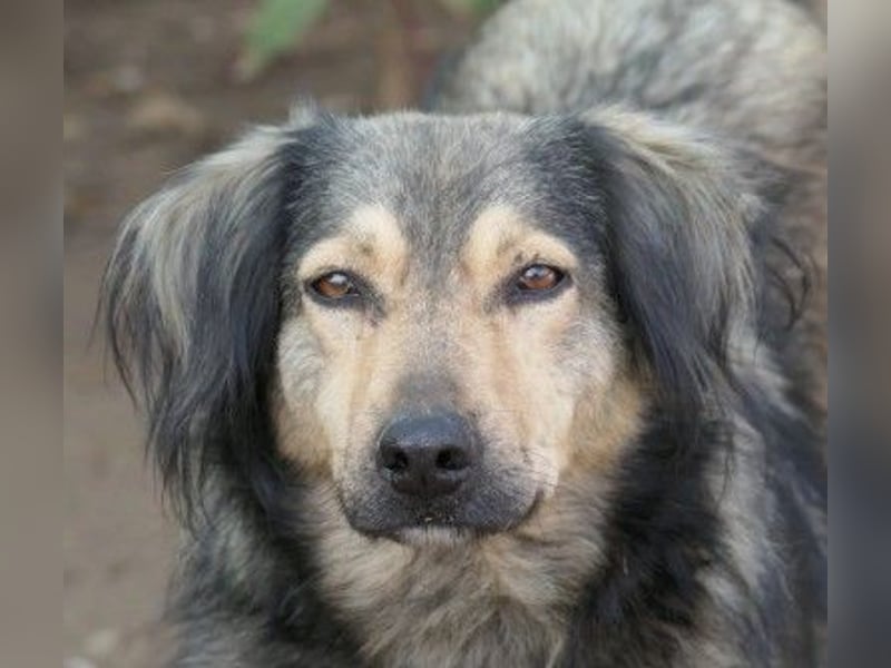 wunderschöner Rüde Zoran