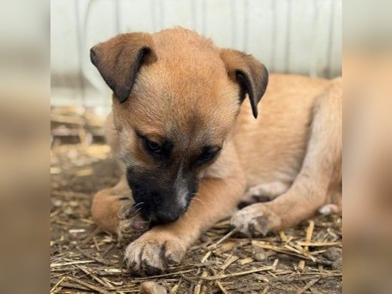 Leni, ganz zauberhafte kleine Welpin auf der Suche nach einem liebevollen Zuhause