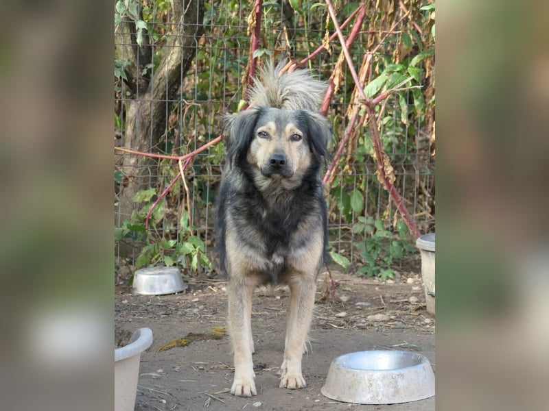 ZORAN - wunderschöner Rüde sucht geborgenes Zuhause