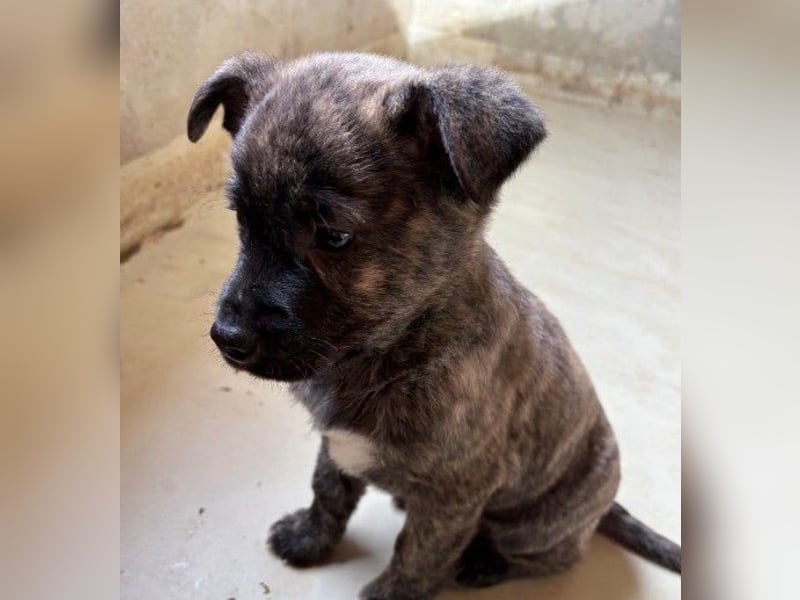 zauberhafter Welpenjunge Othello