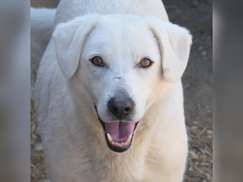 Snow, zaghafter Rüde wartet auf Menschen die ihm zeigen wie schön die Welt ist