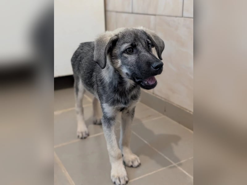 GLENNIE - verspielt & fröhlich