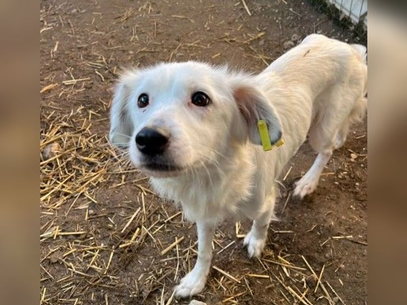 kluge, zurückhaltende TOURANA sucht ihr Zuhause