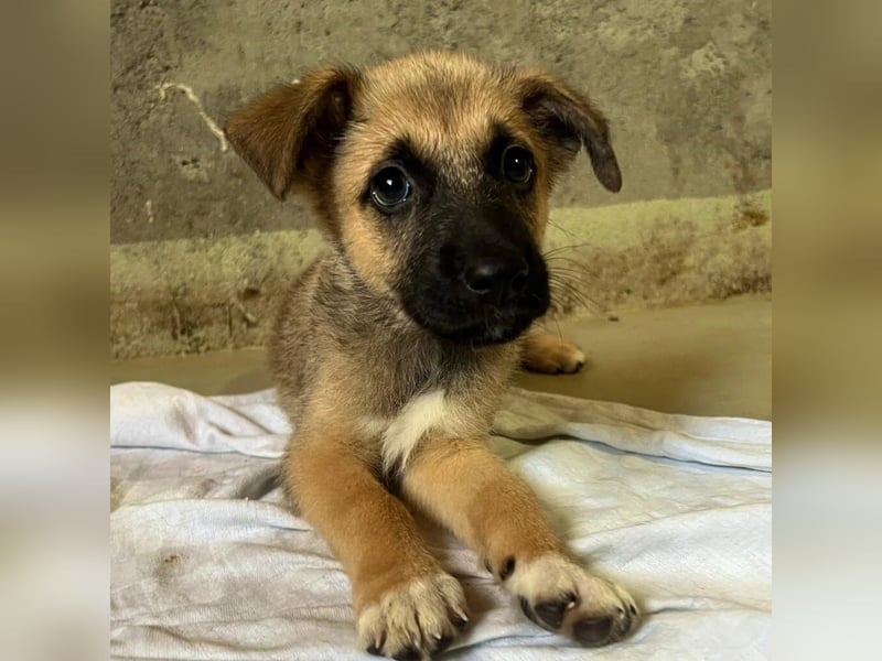 zauberhafter Flipper sucht seine neue Familie zauberhafter Flipper sucht seine neue Familie