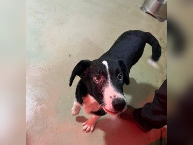 zauberhafter Junghund Chess