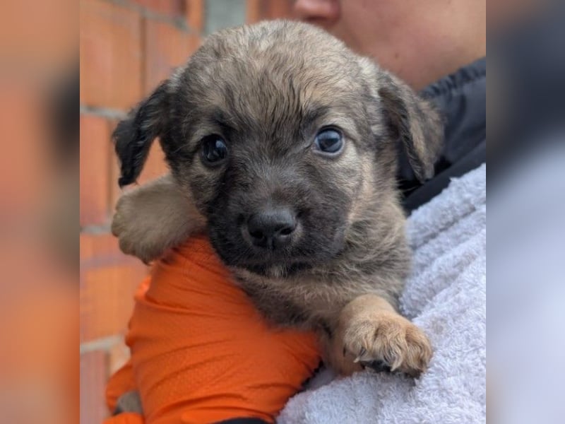 Bowie kleines Welpenmädchen wartet auf ihr liebevolles Zuhause