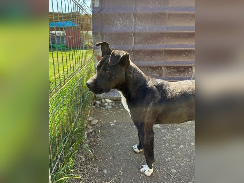 LUNA - liebenswerte Kampfschmuserin sucht ihr Zuhause in Österreich