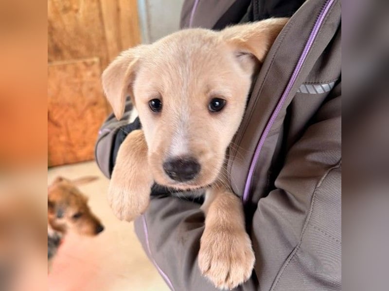 zauberhafter, lieber Welpe Kiri