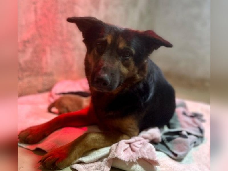 liebe, wunderschöne Donna