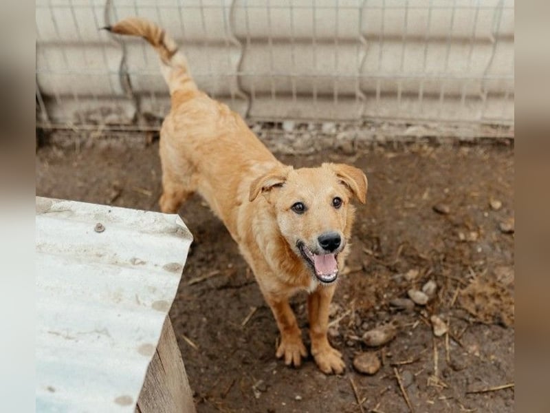 verschmuster, lieber Traumhund Gaio