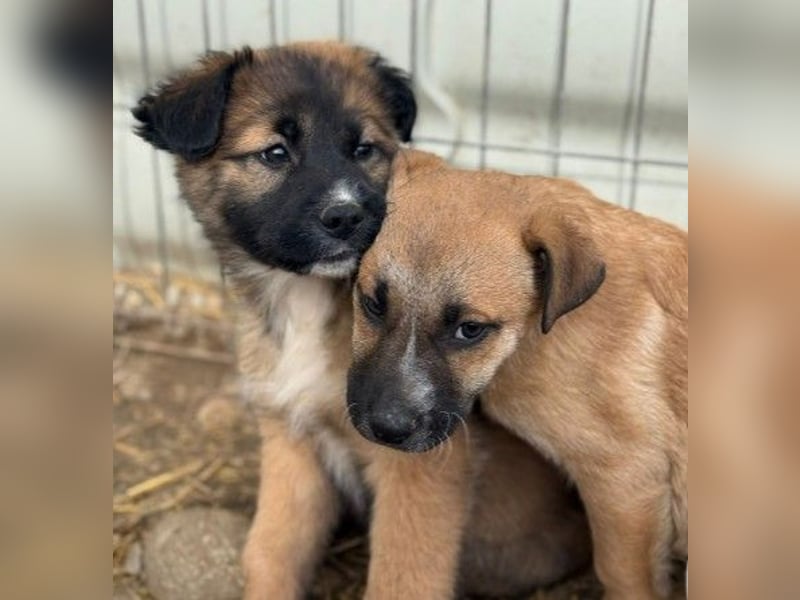 Lori, kleine Kuschelmaus ist neugierig und menschenbezogen