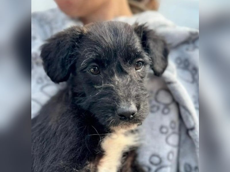 liebes Welpenmädchen 7 N