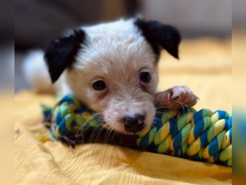 Mulan - zauberhafte Welpenmaus sucht ihre Herzensmenschen