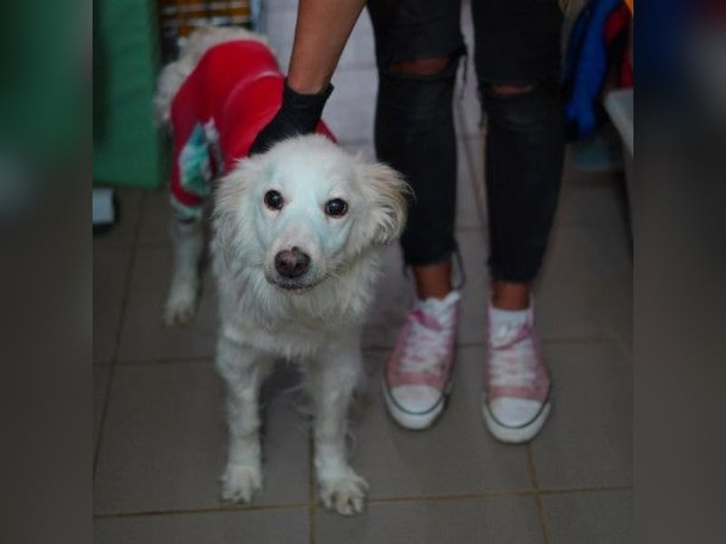 MAGGIE - wunderschöne, liebe Hündin sucht ihr Für-Immer-Zuhause