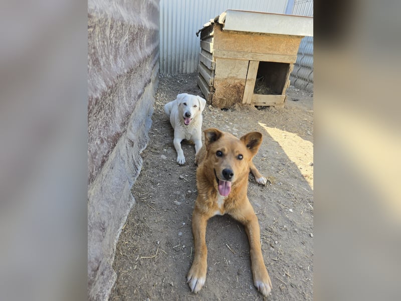 Snow, zaghafter Rüde wartet auf Menschen die ihm zeigen wie schön die Welt ist