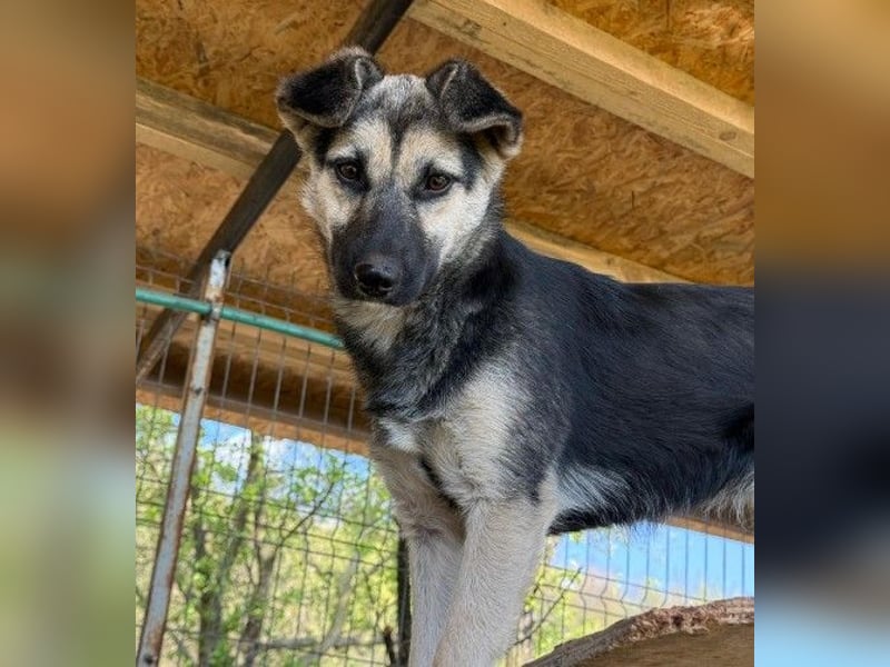 Lizzy - mit Geduld zur Traumhündin