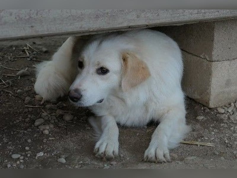 wunderschöne, liebe Wani