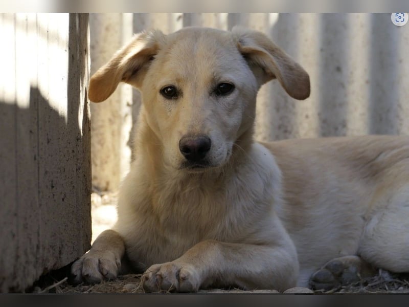 Olina wartet auf ihre Herzensmenschen die ihr Struktur und Sicherheit geben