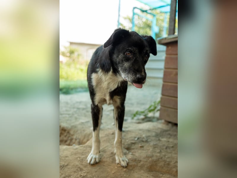 schüchterne Negry sucht seine Menschen