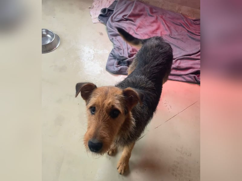 KARLOTTA - menschenbezogene, ruhige Hündin sucht liebevolles Zuhause