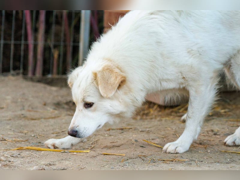 WANI - ruhige, sanfte Hündin sucht einfühlsame Menschen