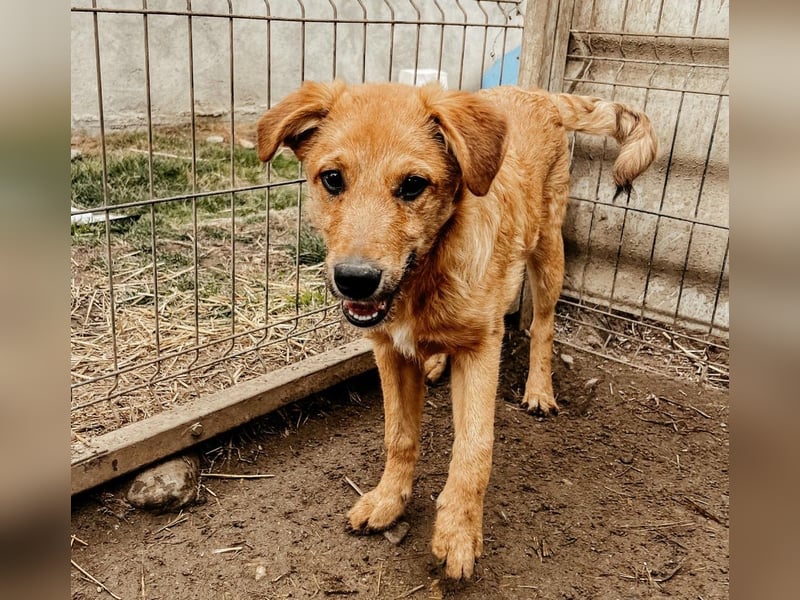 Gaio - liebenswerter Junghund sucht seine Menschen