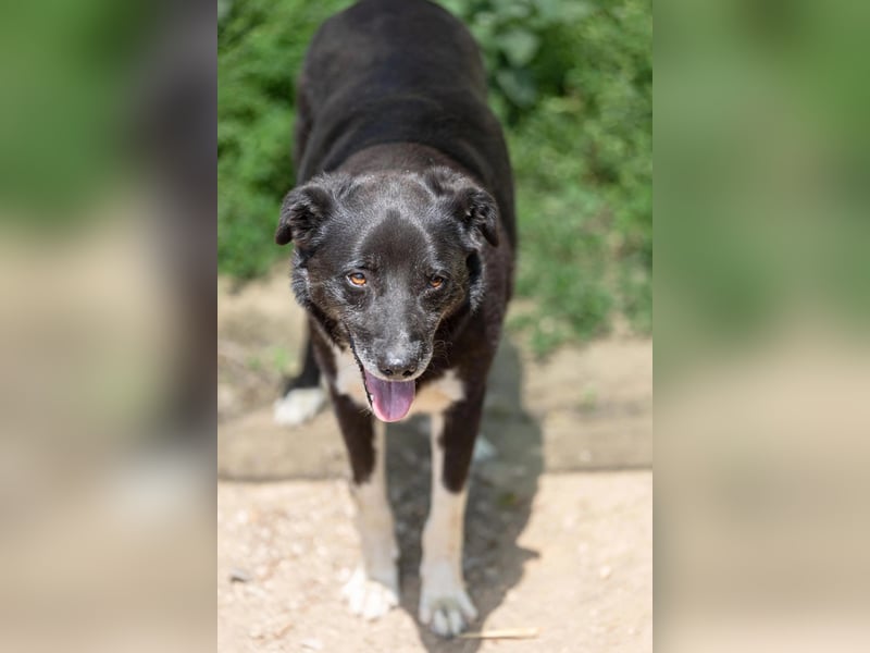 Sanfter, vorsichtiger Negry sucht sein Zuhause