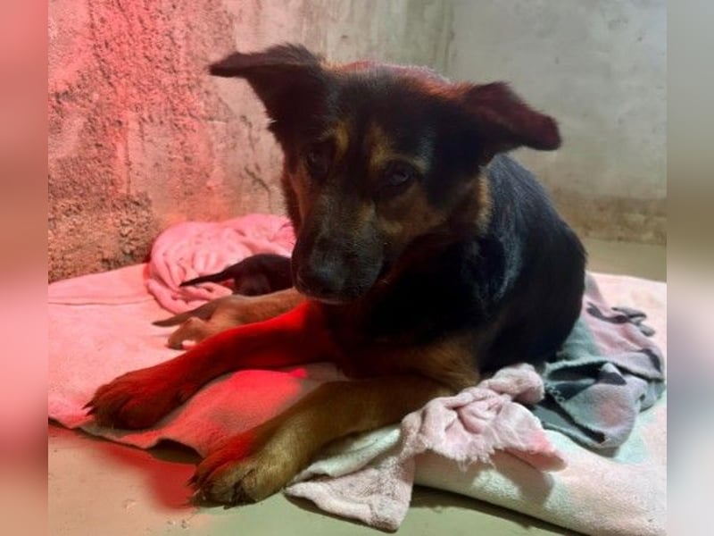 liebe, wunderschöne Donna