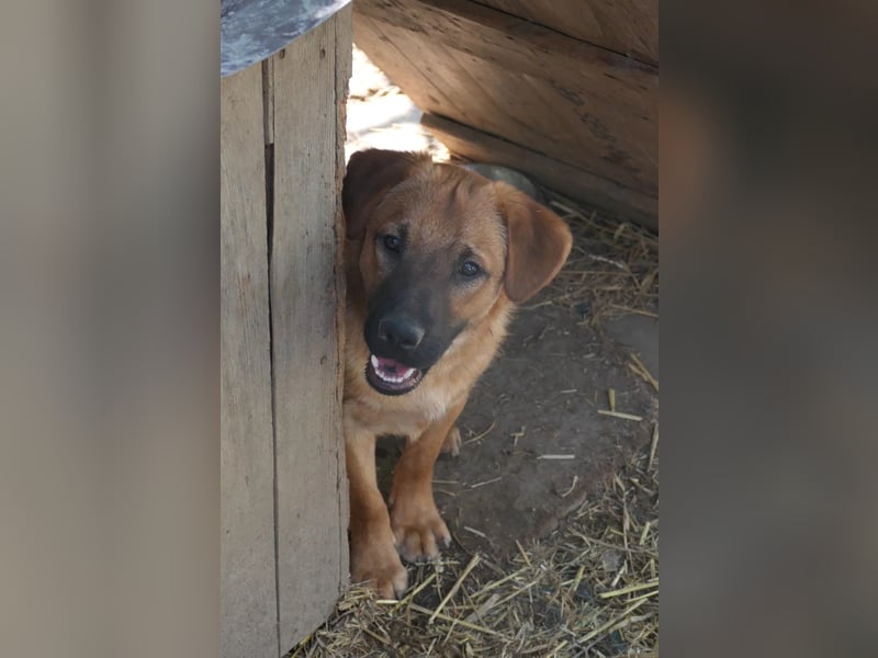 fröhlicher & liebenswerter Tux sucht seine Familie