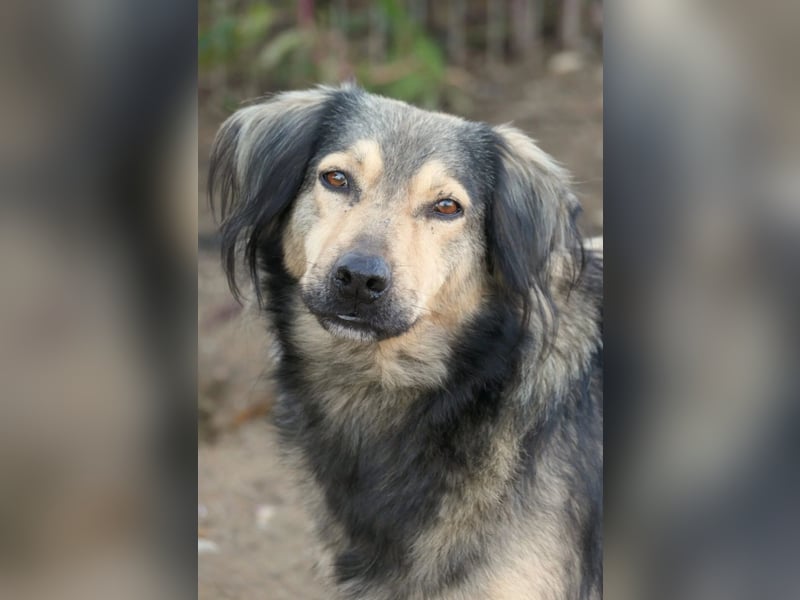 wunderschöner Rüde Zoran