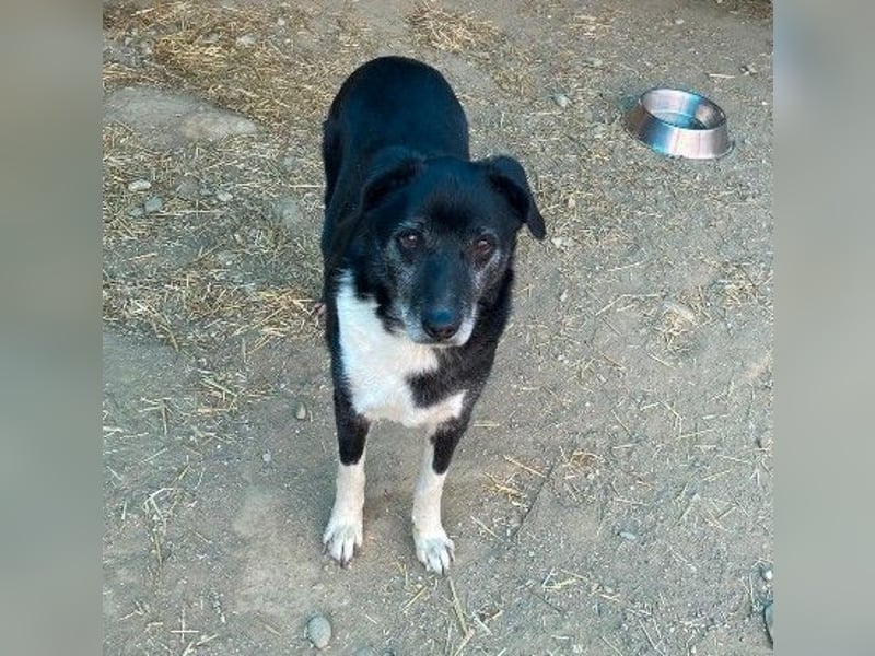 Sanfter, vorsichtiger Negry sucht sein Zuhause