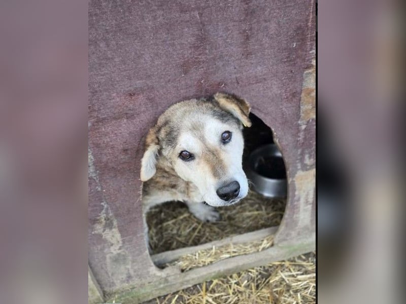 liebenswerter Senior sucht dringend ein liebevolles Zuhause