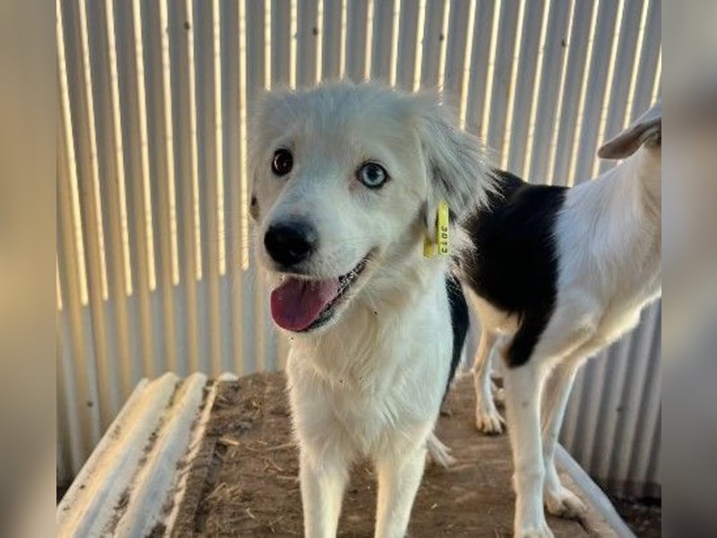 TILDA - unsichere Junghündin sucht ihre Bezugsperson