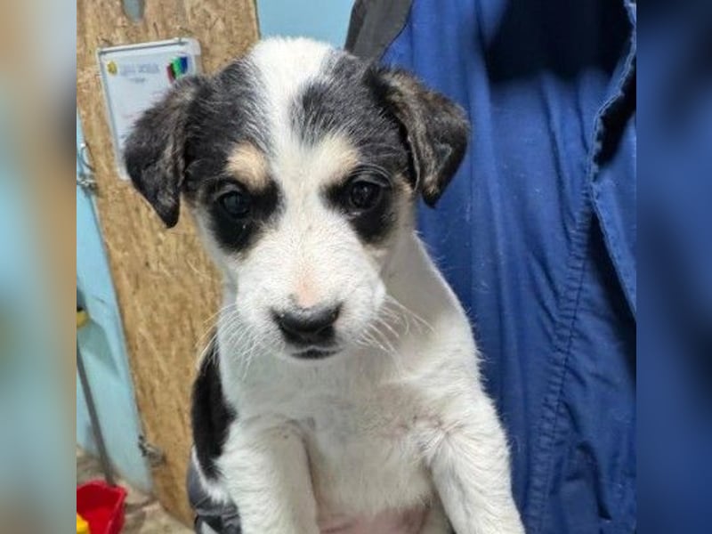 bezauberndes Welpenmädchen Kimba