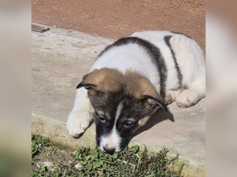 Elisa - hübsches Welpenmädchen sucht Familie